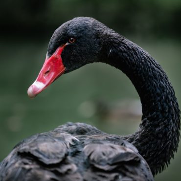 Schwarzer Schwan